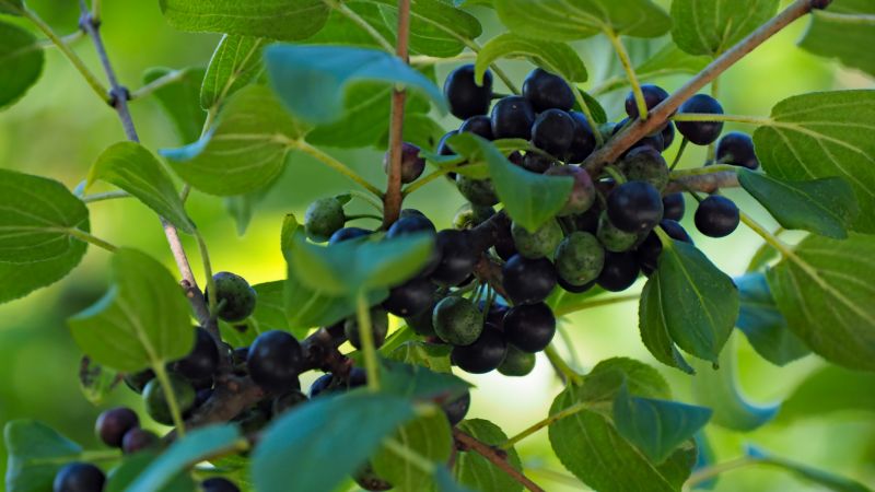 Buckthorn Eradication Service