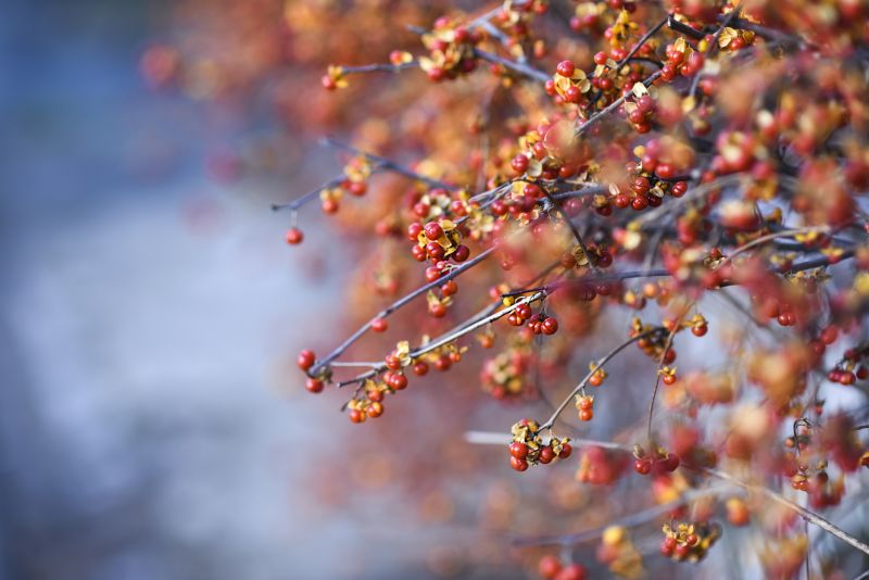 Buckthorn Eradication