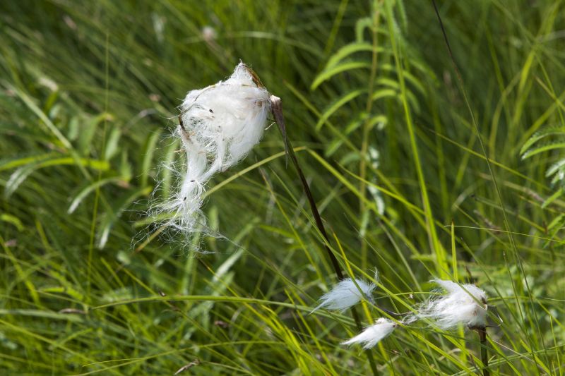Summer Seed Dispersal