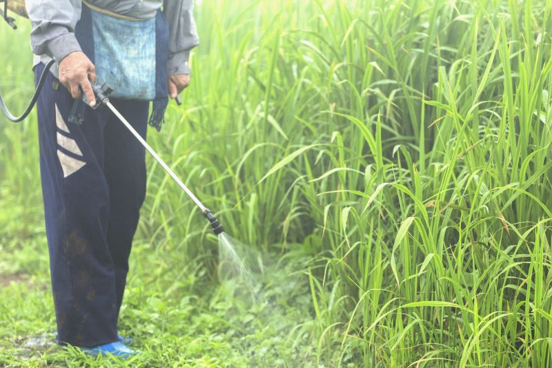 Crabgrass Prevention in Ventura County, CA