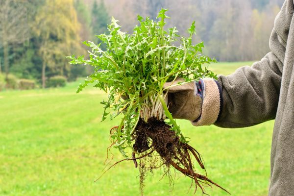 Weed Management