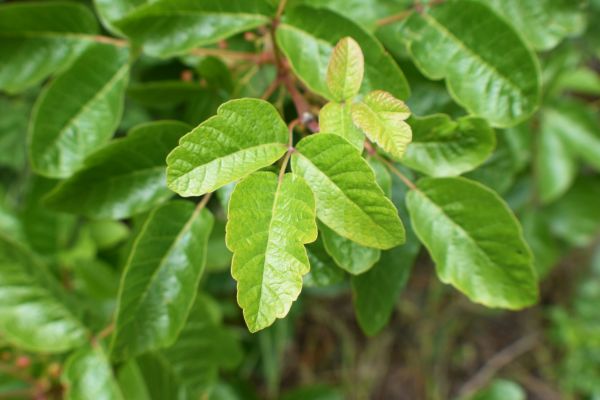 Poison Oak Eradication