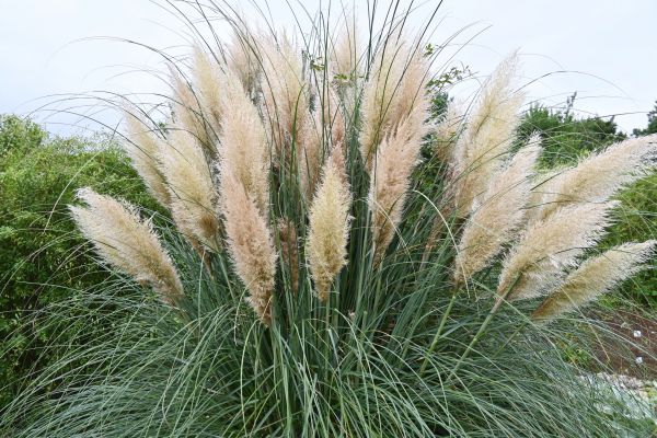 Pampas Grass Removal