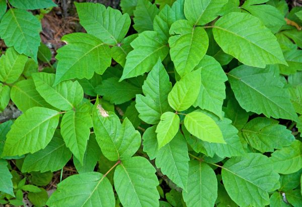 Poison Oak Elimination