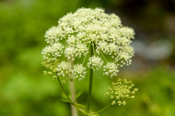 Poisonous Plant Control