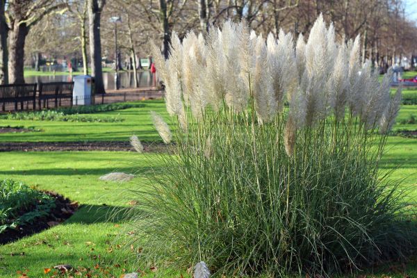 Pampas Grass Extermination