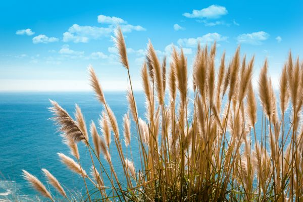 Pampas Grass Elimination